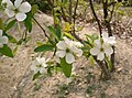 Exochorda racemosa