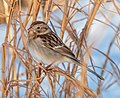 Image 77Field sparrow in Central Park