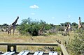 Game Drive auf einer Farm in Namibia