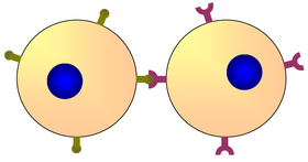 Two cells communicating via their respective surface molecules.