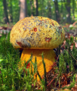 Imperator rhodopurpureus f. xanthopurpureus, toxique.