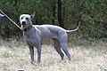 Thai Ridgeback