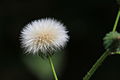 Taraxacum sect. Ruderalia