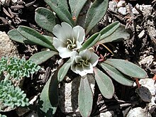 A close-up photo of Sacajawea's bitterroot with white flowers