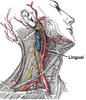 Lingual artery