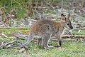 Juvenile Bennett's Wallaby