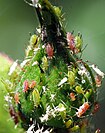 Rose aphids on a rose bud