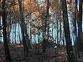 Monte cremat per l'onada d'agost de 2006