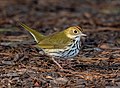 Image 89Ovenbird in Prospect Park