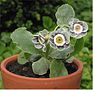 Primula auricula Aurikel.