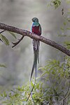 Praktquetzal, Costa Rica, 2016