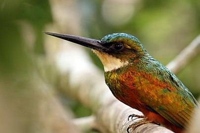 Male G. r. ruficauda Tobago