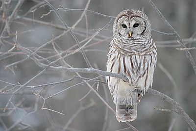 Barred owl