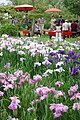 Jardín Botánico Acuático Suigō Sawara en Katori