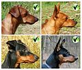 Zwergpinscher - forma di testa corretta