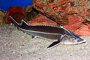 Sterlet, a type of Eurasian sturgeon. (Vulnerable species)