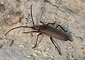 Aegosoma scabricorne (Scopoli, 1763) ♀