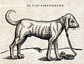 The history of four-footed beasts and serpents per Edward Topsell (1658)