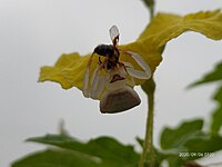 Crab spider with prey