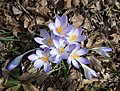 Image 79Crocuses in early spring.