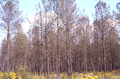 Sterbender Kiefernwald in den Landes