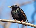 Image 67European starling in Central Park