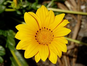 آصف‌السلطنه (گل) (coastal gazania)