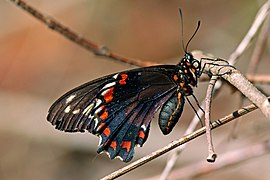 Gold rim swallowtail (Battus polydamas jamaicensis) underside worn 2