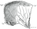 Vnitřní pohled na temenní kost