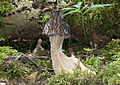 Morchella gigas