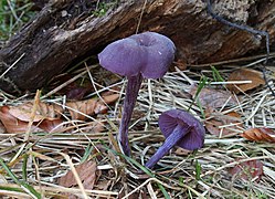 Laccaria amethystina (Hydnangiaceae)