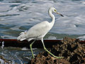 Egretta caerulea