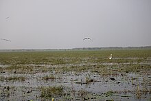 Mangalajodi Wetland