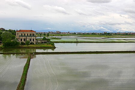 Rizières près de Novara au mois de mai.