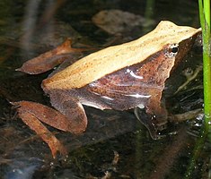 Ranita de Darwin (Rhinoderma darwinii)