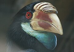 Description de l'image Stavenn Sumba Hornbill Wiki.jpg.