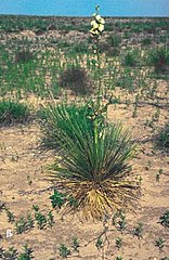 Yucca glauca