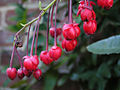 Berberidopsis corallina