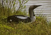 Black-throated loon