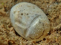 Sur ce test de Brissus latecarinatus, la décomposition a coloré le fasciole en noir, le rendant bien visible.