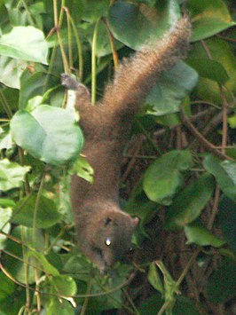 Callosciurus inornatus