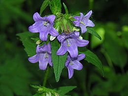 Tankiažiedis katilėlis (Campanula glomerata)