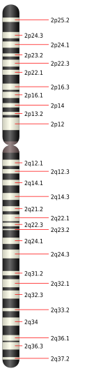 2. kromosoom