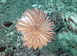 Vue d'un crinoïde.