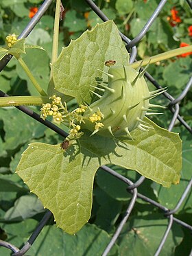 Cyclanthera brachystachya