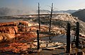 Mammoth Hot Springs