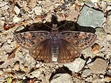 Adult, dorsal view.