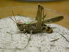 Samička saranče dlouhokřídlé (Chorthippus brunneus) kladoucí vajíčka do písčitého substrátu (odchov)