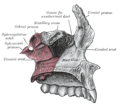 Articulação de osso palatino esquerdo com o maxilar.