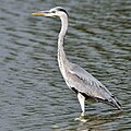 アオサギ Ardea cinerea